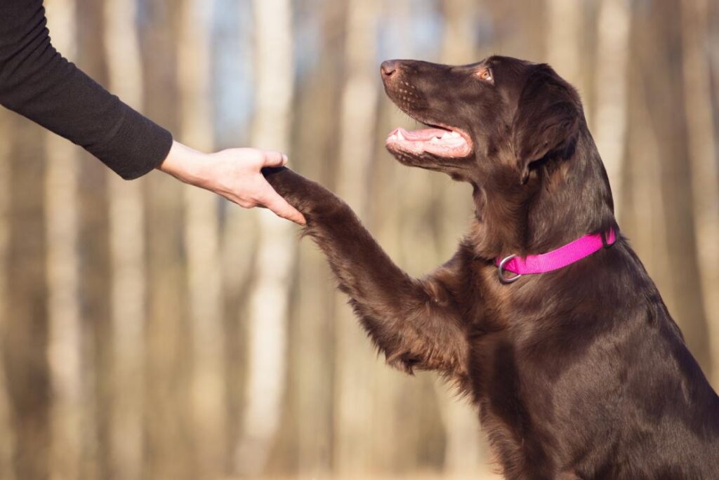 dog trick training 0126 1