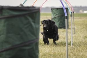 Hoopers a NeveltEBB tanodában!
