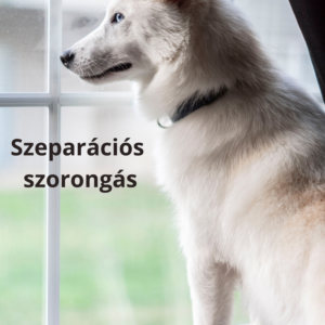 szeparációs szorongás